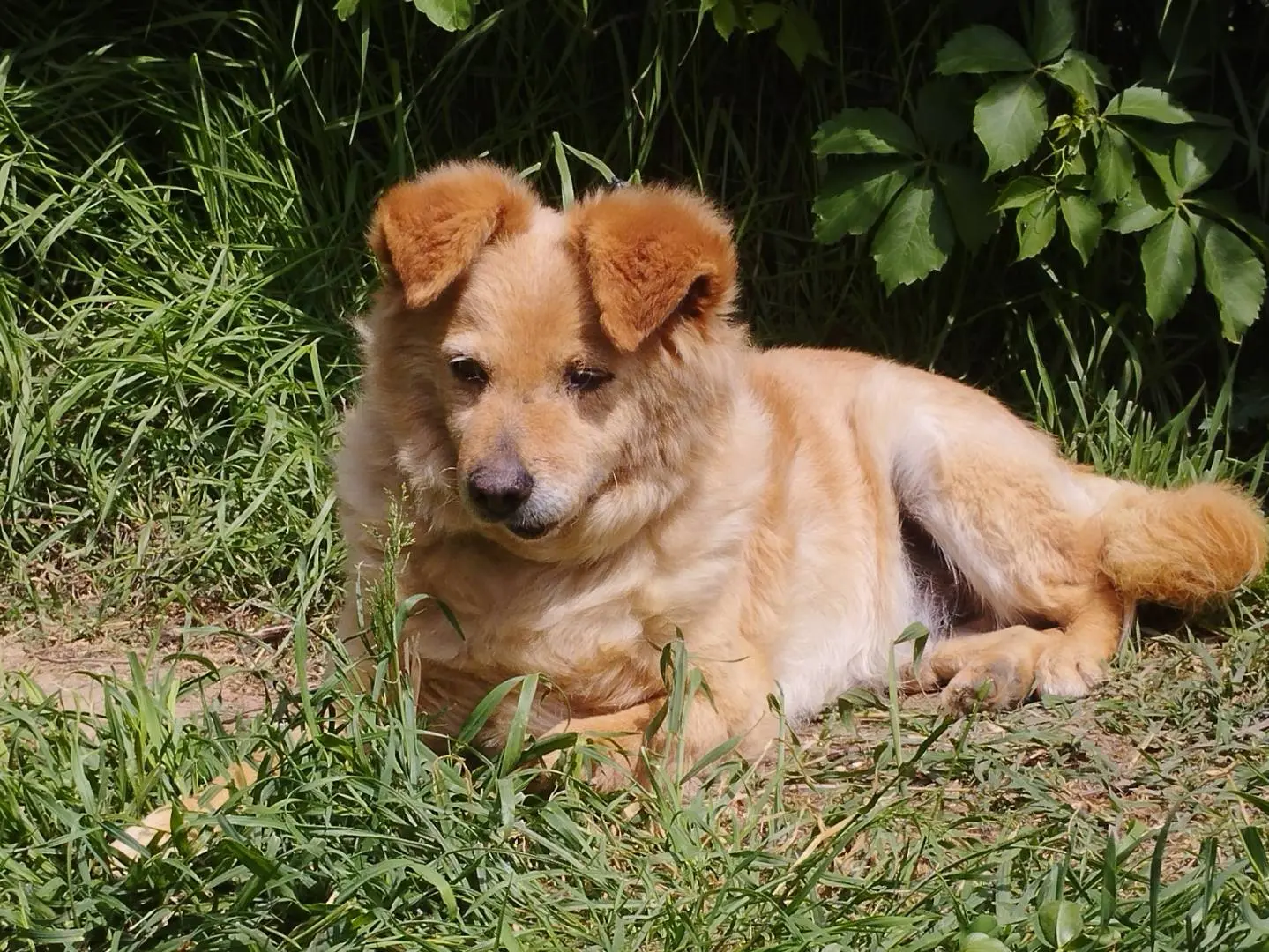 Adozione cane, maschio, Razza sconosciuta Razza sconosciuta, 15 anni e 9 mesi, taglia piccola, Pavia