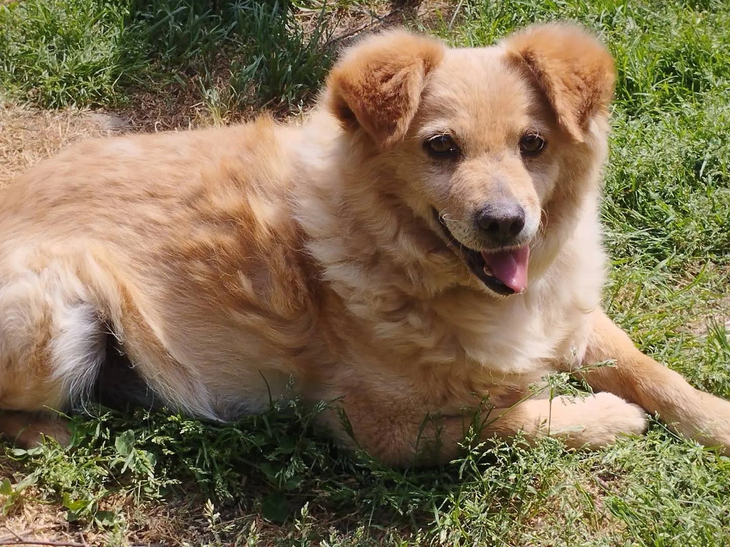 Adotta un cane, maschio, 15 anni e 9 mesi, Pavia
