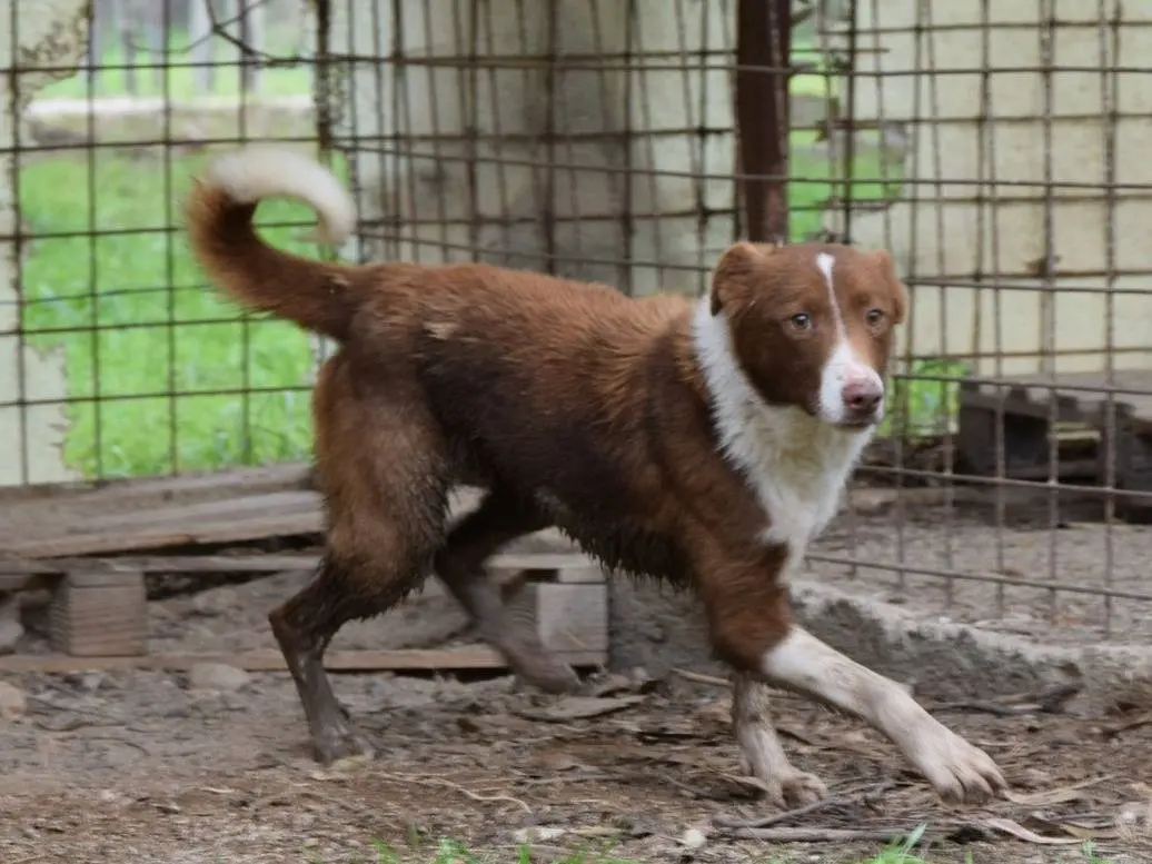 Adozione cane, femmina, Razza sconosciuta Razza sconosciuta, 6 anni e 1 mese, taglia media, Chieti
