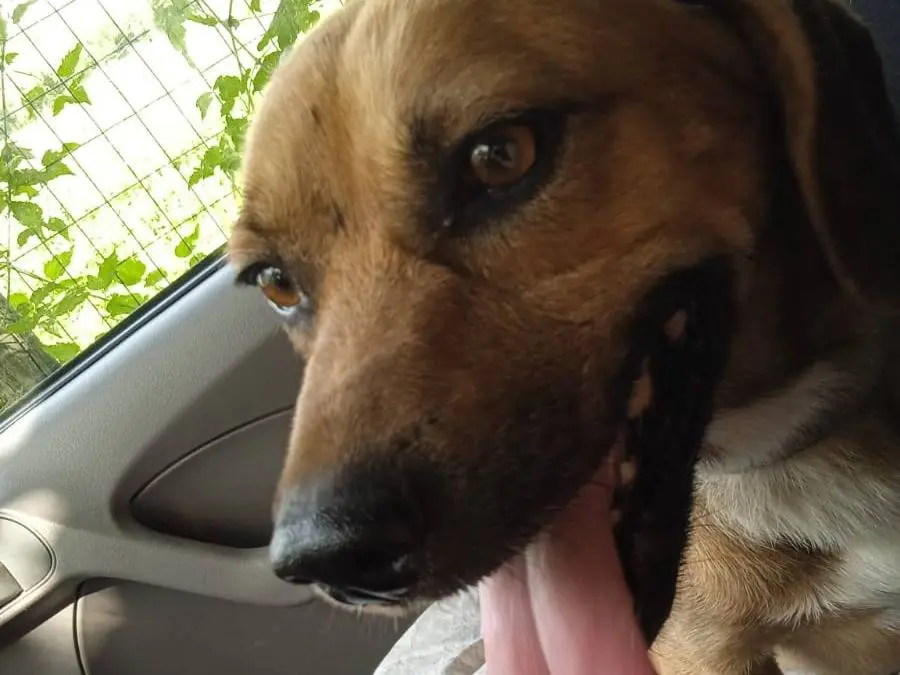 Vuoi adottare un cane a Caserta?