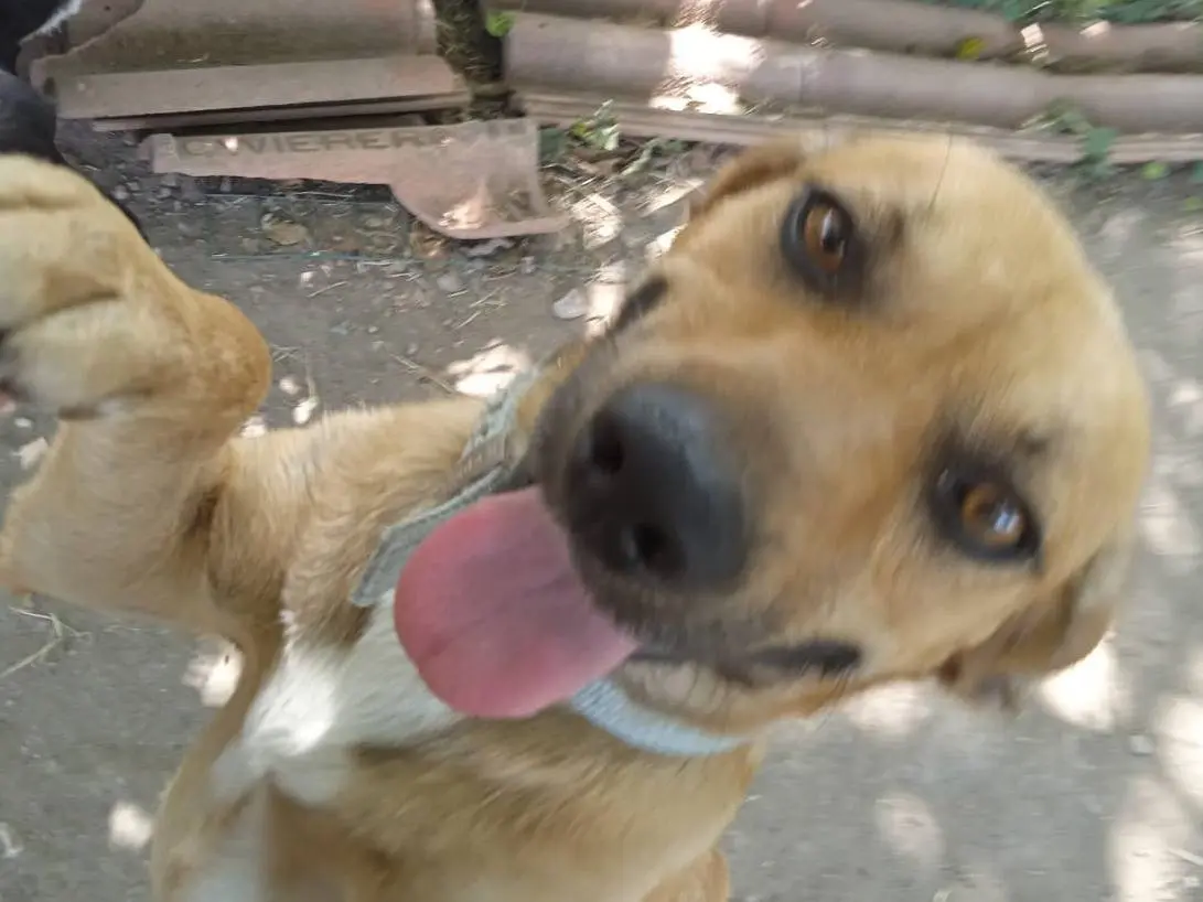 Adotta il cane JACK a Caserta
