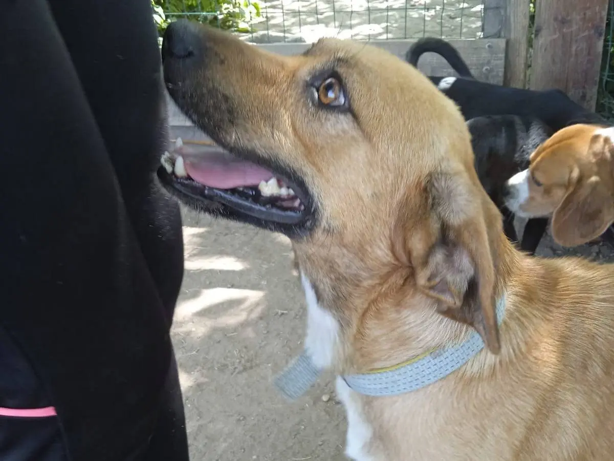 Adozione cane, maschio, Razza sconosciuta, 4 anni e 2 mesi, taglia media contenuta, Caserta