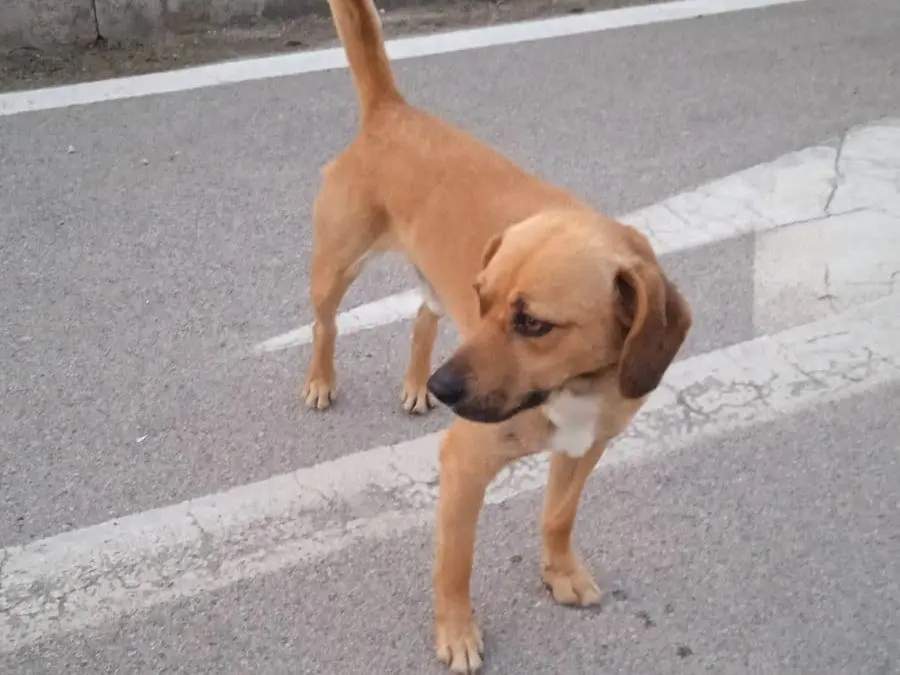 Adotta un cane, maschio, 4 anni e 2 mesi, Caserta