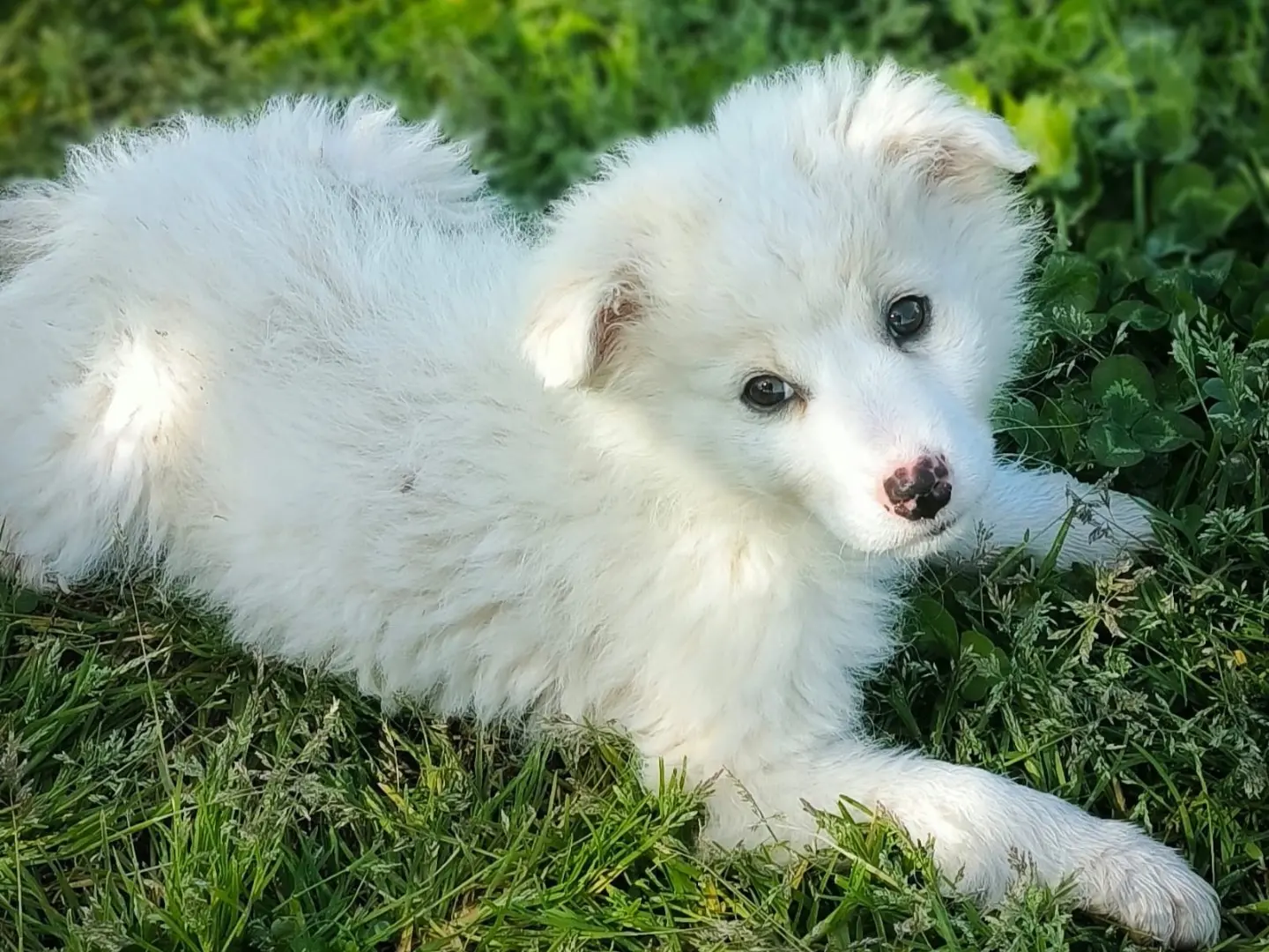 Adotta un cane, femmina, 1 anno e 8 mesi, Cosenza