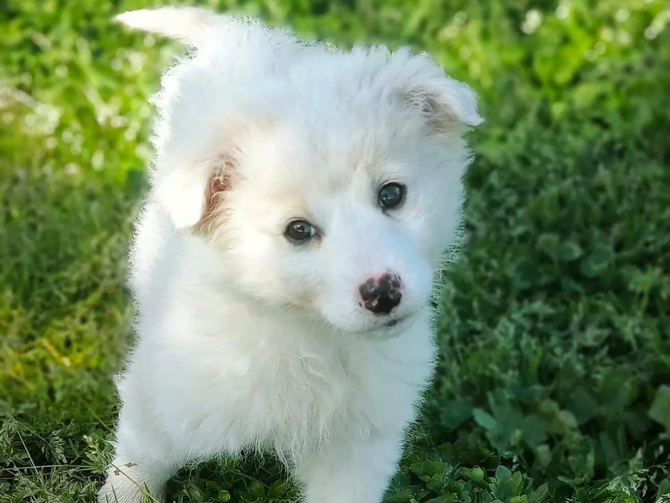 Adozione cane, femmina, Razza sconosciuta Razza sconosciuta, 1 anno e 8 mesi, taglia piccola, Cosenza