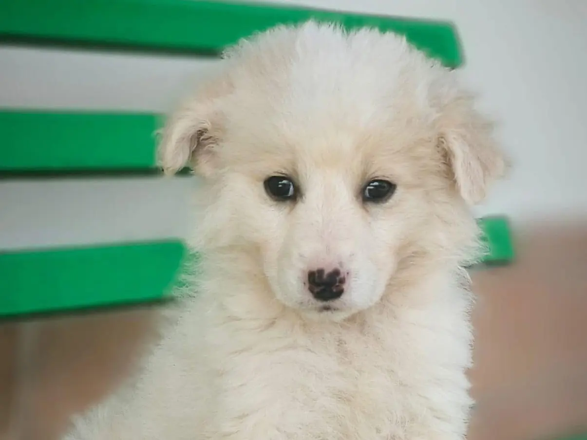 Adotta un cane, taglia piccola, femmina, Cosenza