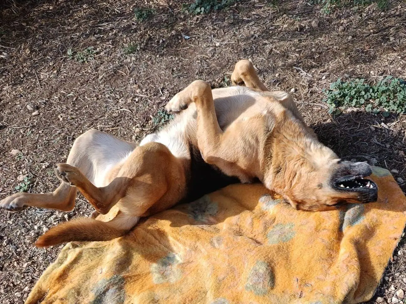 Adotta un cane, taglia gigante, maschio, Como
