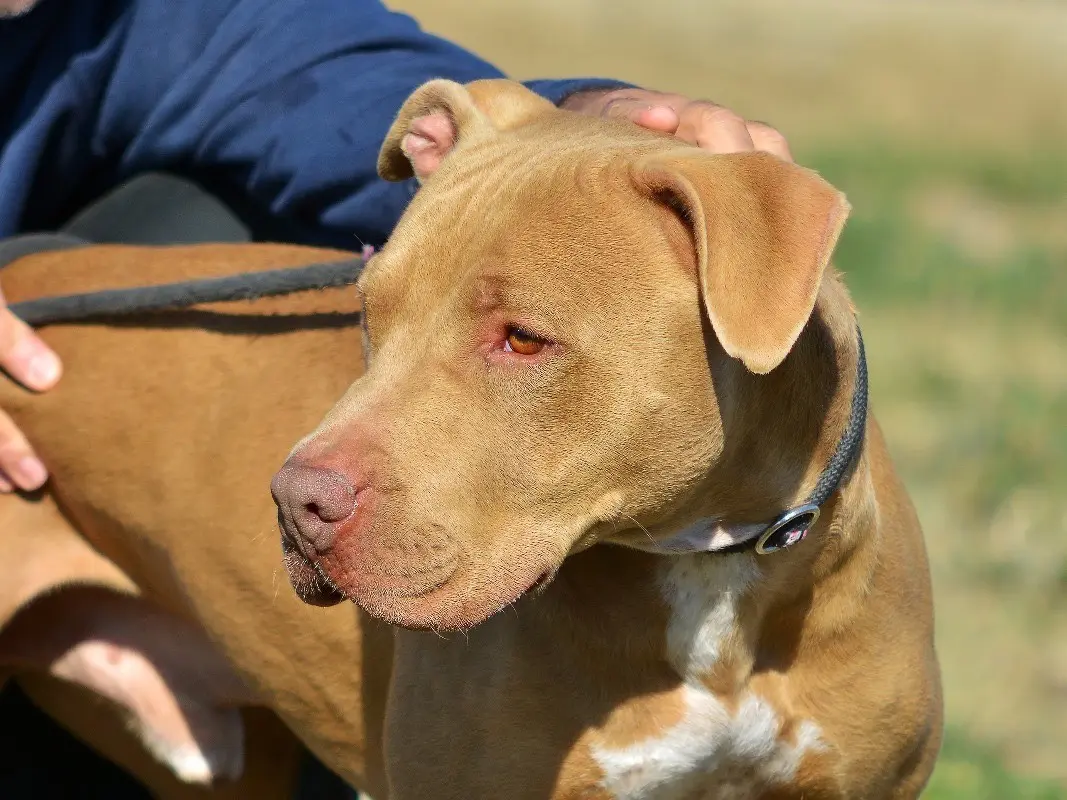 Adozione cane, maschio, Pitbull Razza sconosciuta, 5 anni e 6 mesi, taglia grande, Roma