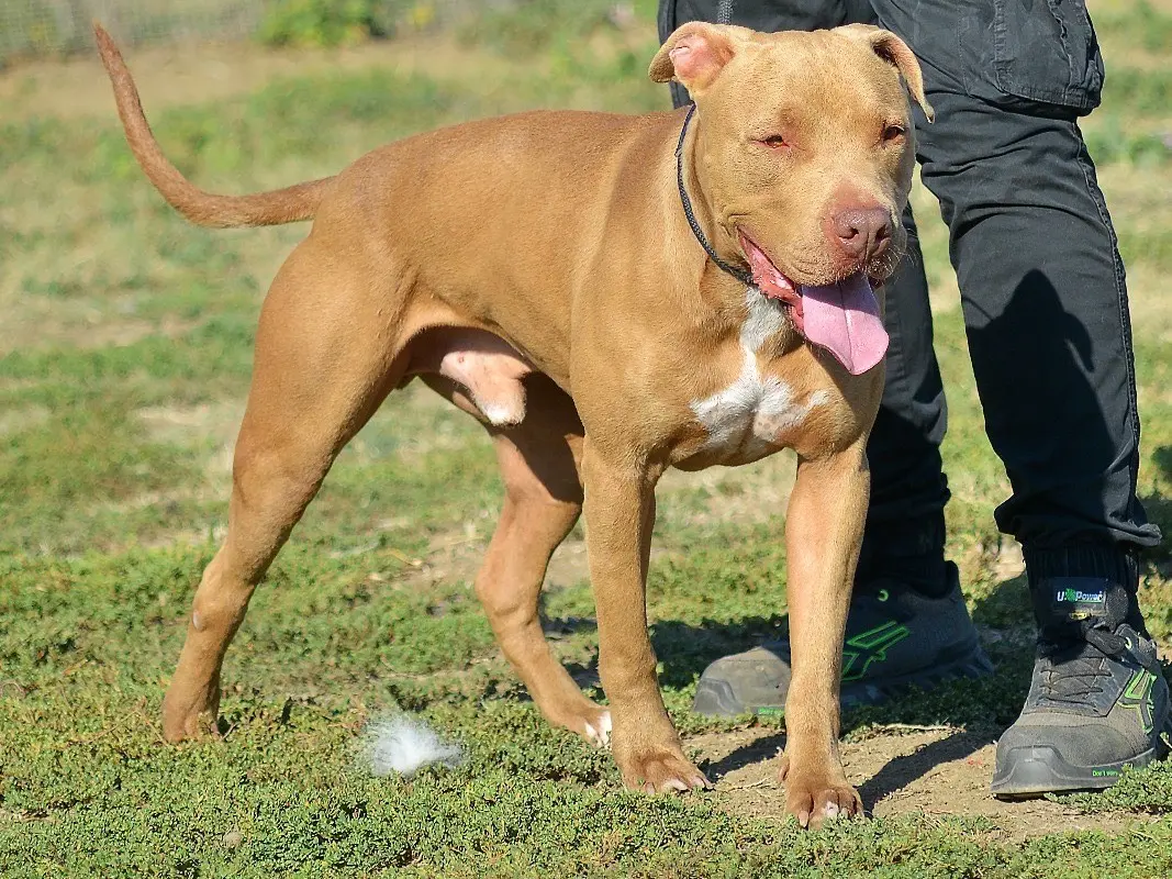 Adotta un cane, maschio, 5 anni e 6 mesi, Roma
