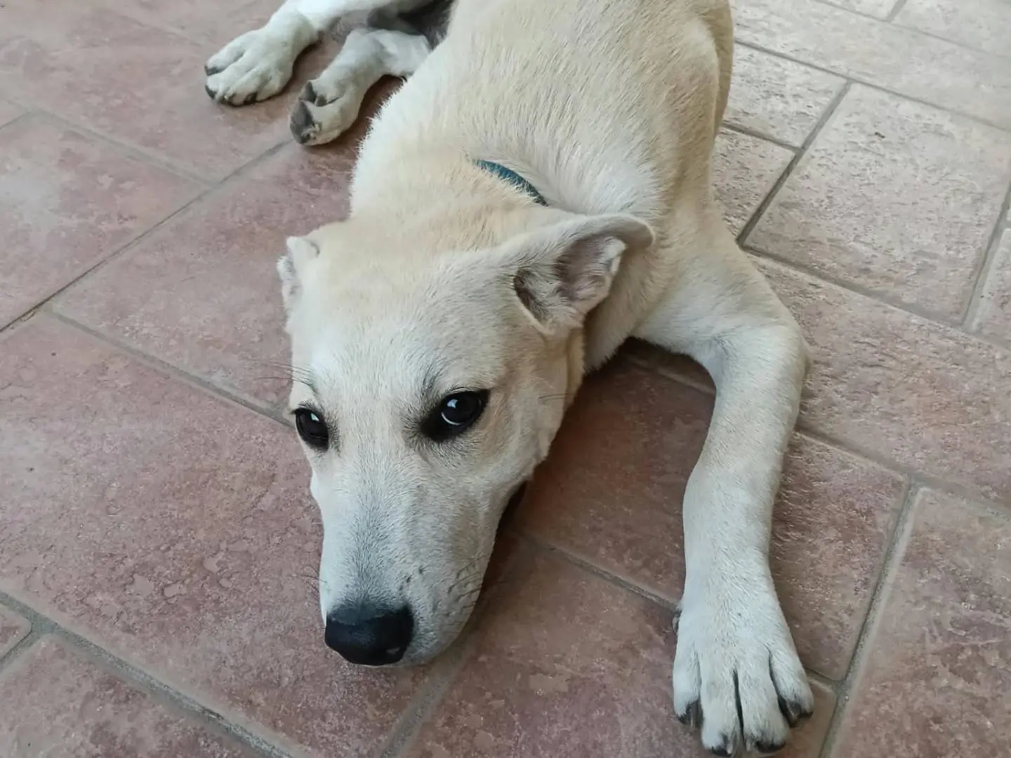 Adozione cane, maschio, Razza sconosciuta Razza sconosciuta, 7 mesi, taglia media, Bologna