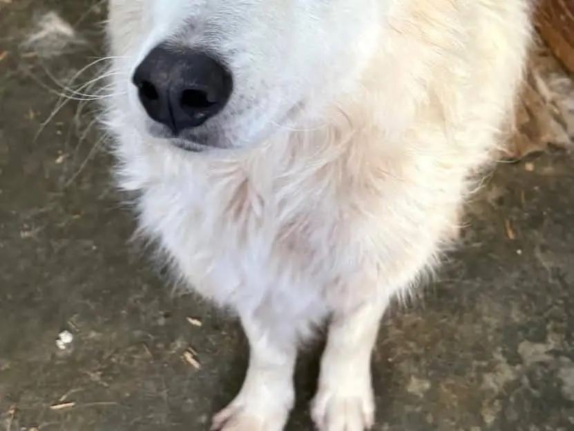 Adotta un cane, taglia grande, maschio, Catanzaro