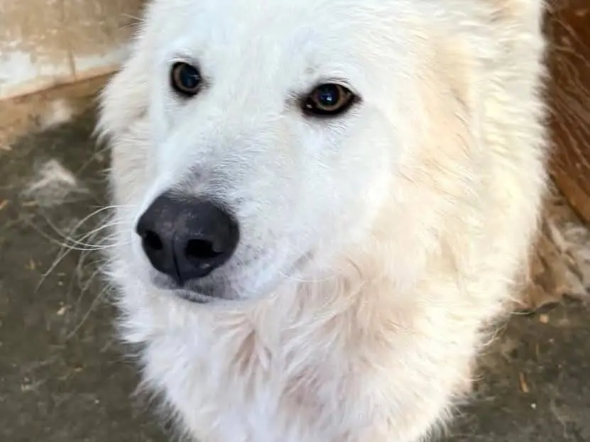 Adotta un cane, maschio, 3 anni e 11 mesi, Catanzaro