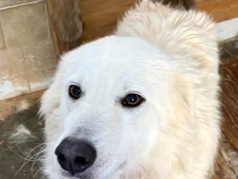 Vuoi adottare un cane a Catanzaro?