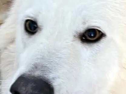 Adotta il cane Marco a Catanzaro