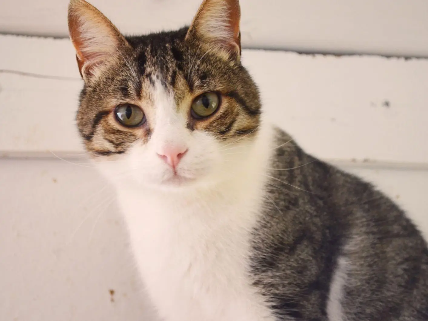 Adozione gatto, maschio, Razza sconosciuta Razza sconosciuta, 2 anni e 10 mesi, taglia non valida, Bari