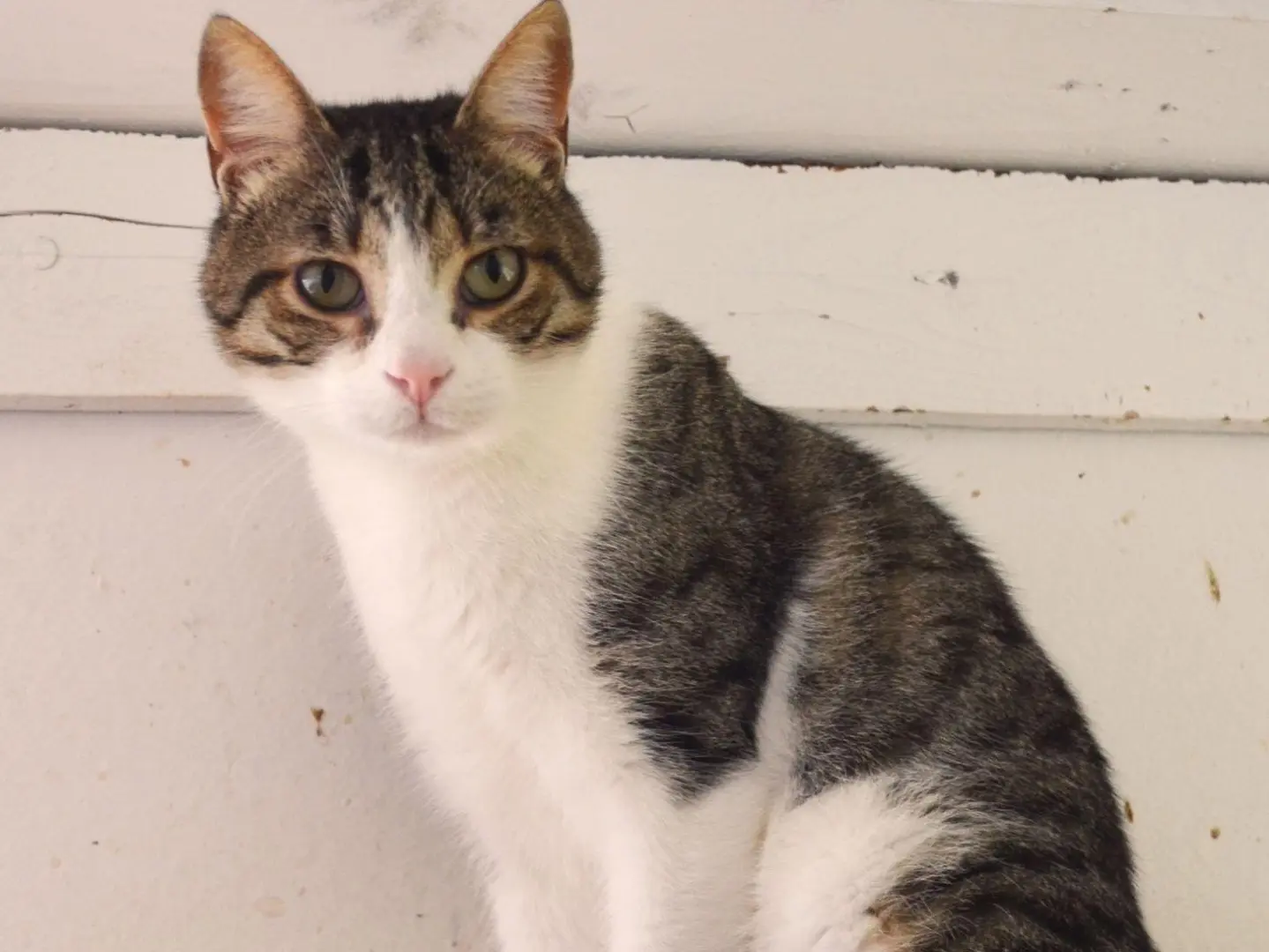 Adotta un gatto, maschio, 2 anni e 10 mesi, Bari