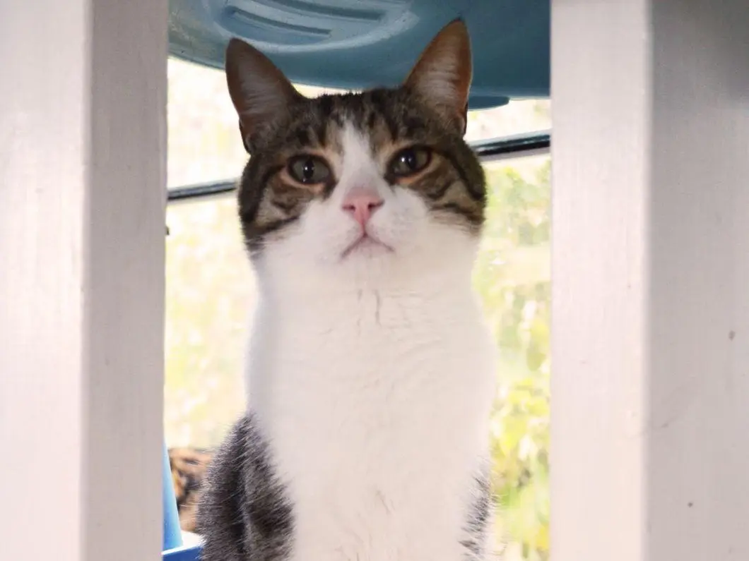 Adotta il gatto Giotto a Bari