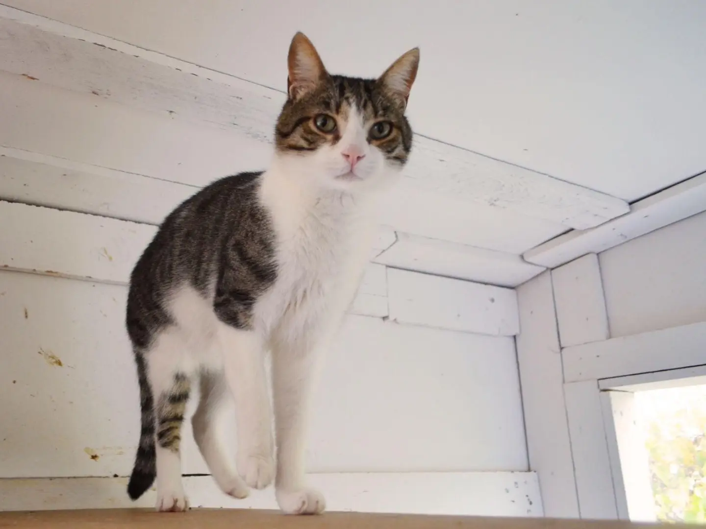 Adotta un gatto, taglia non valida, maschio, Bari