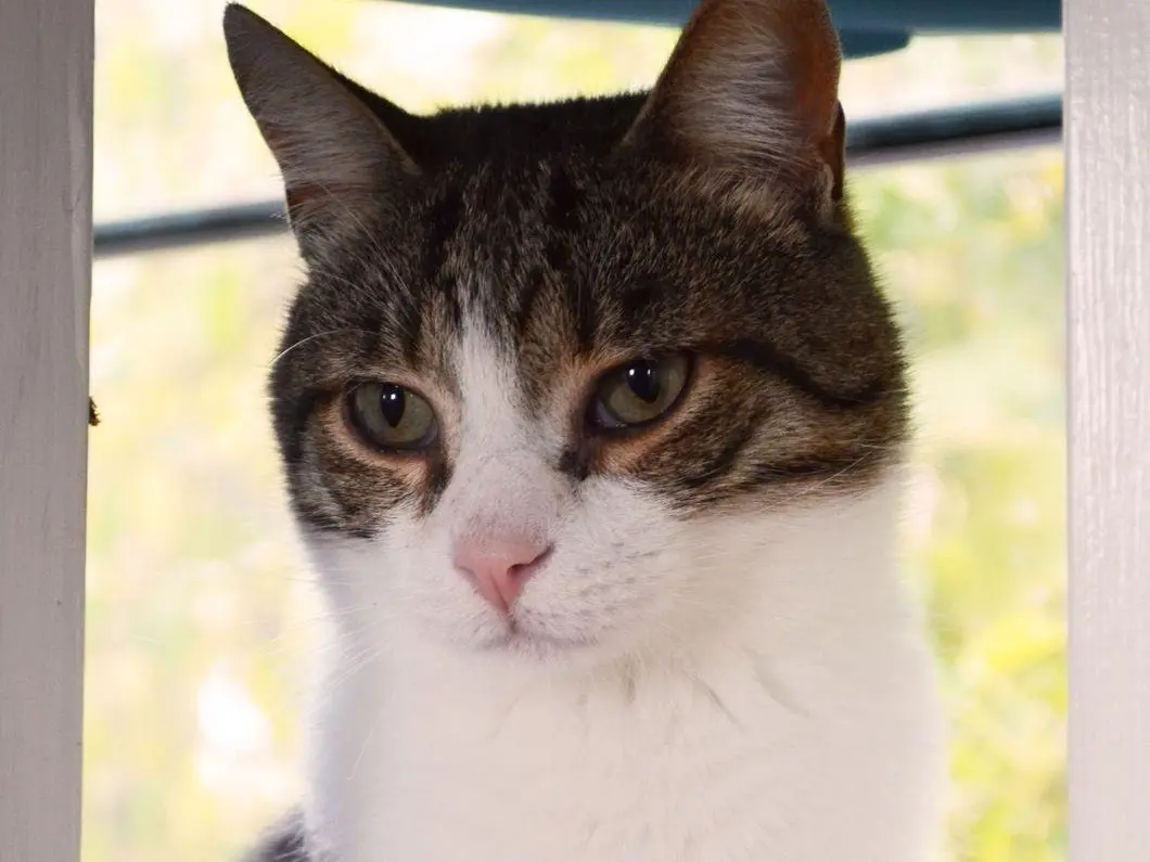 Vuoi adottare un gatto a Bari?