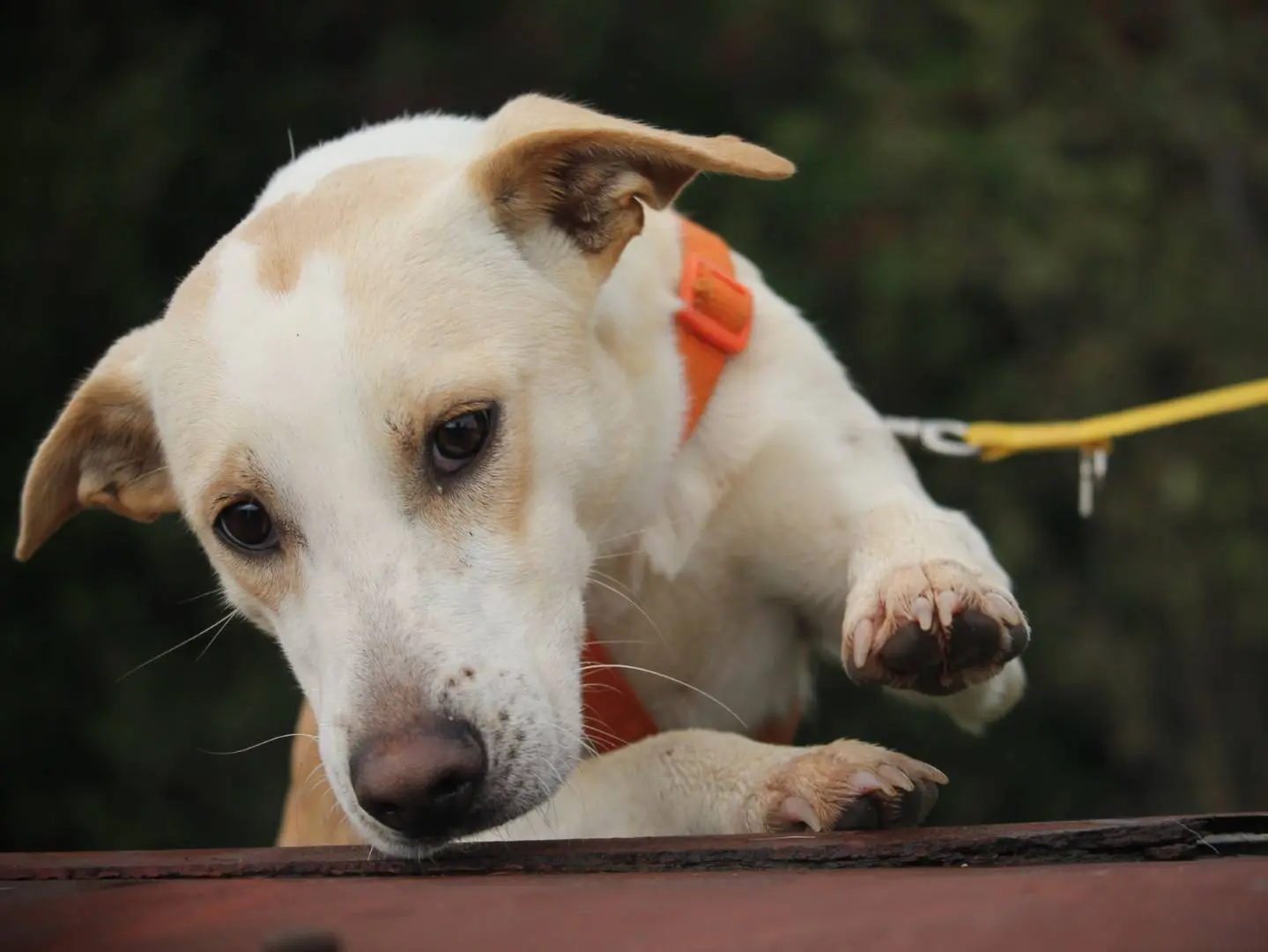 Adozione cane, maschio, Razza sconosciuta Razza sconosciuta, 1 anno e 11 mesi, taglia media, Lecce