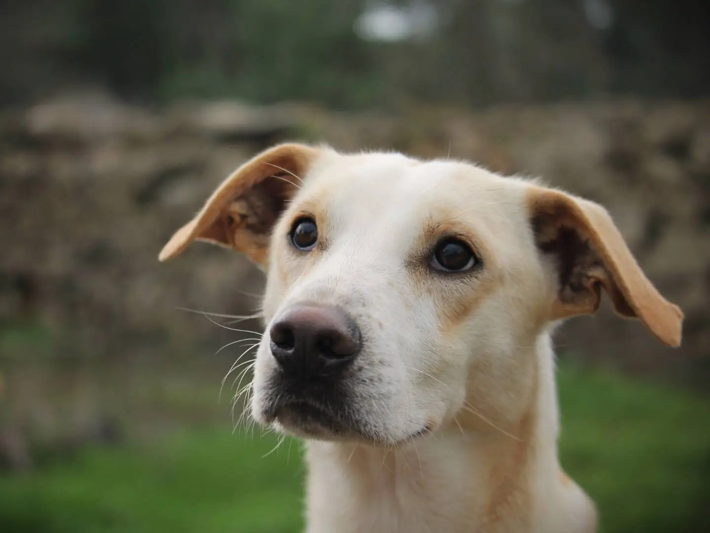 Adotta il cane Spike a Lecce