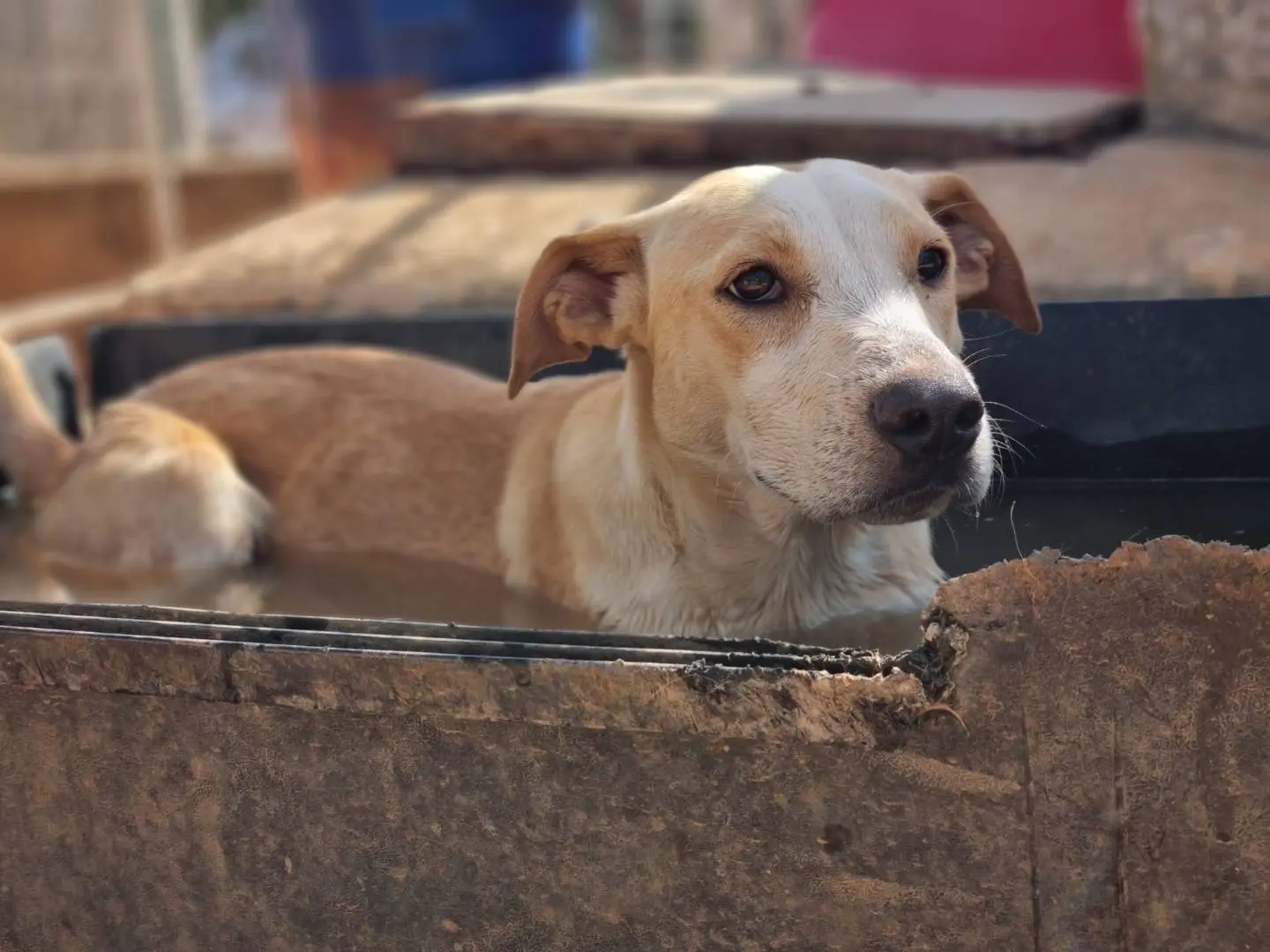 Adotta un cane, taglia media, maschio, Lecce