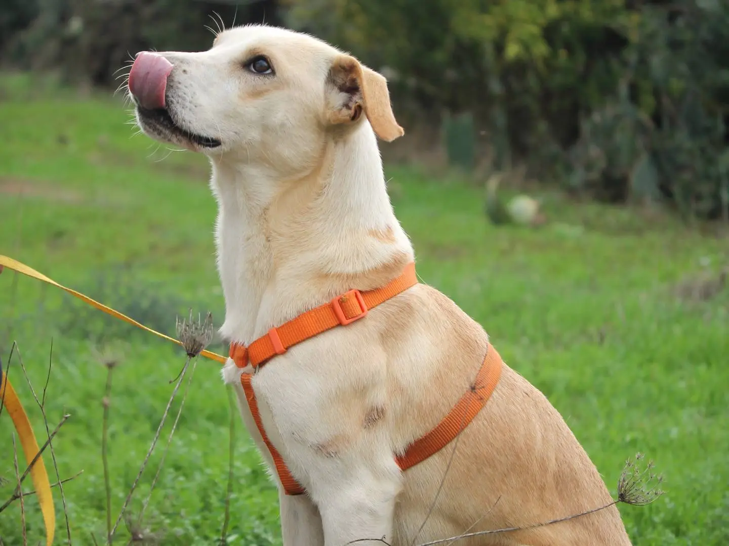 Vuoi adottare un cane a Lecce?