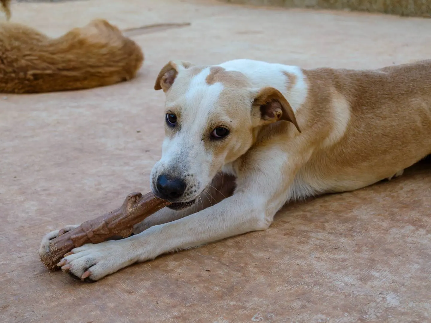 Adotta un cane, maschio, 1 anno e 11 mesi, Lecce