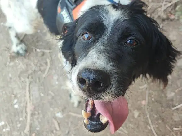 Adozione cane, maschio, Razza sconosciuta Razza sconosciuta, 6 anni e 10 mesi, taglia piccola, Napoli