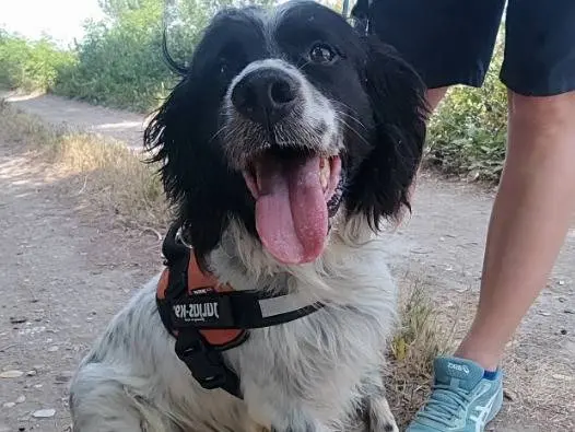 Adotta un cane, maschio, 6 anni e 10 mesi, Napoli