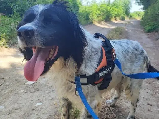 Adotta un cane, taglia piccola, maschio, Napoli