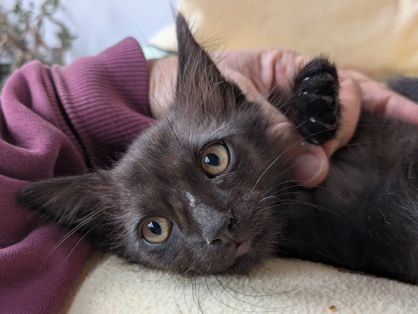 Adotta un gatto, maschio, 2 mesi, Chieti