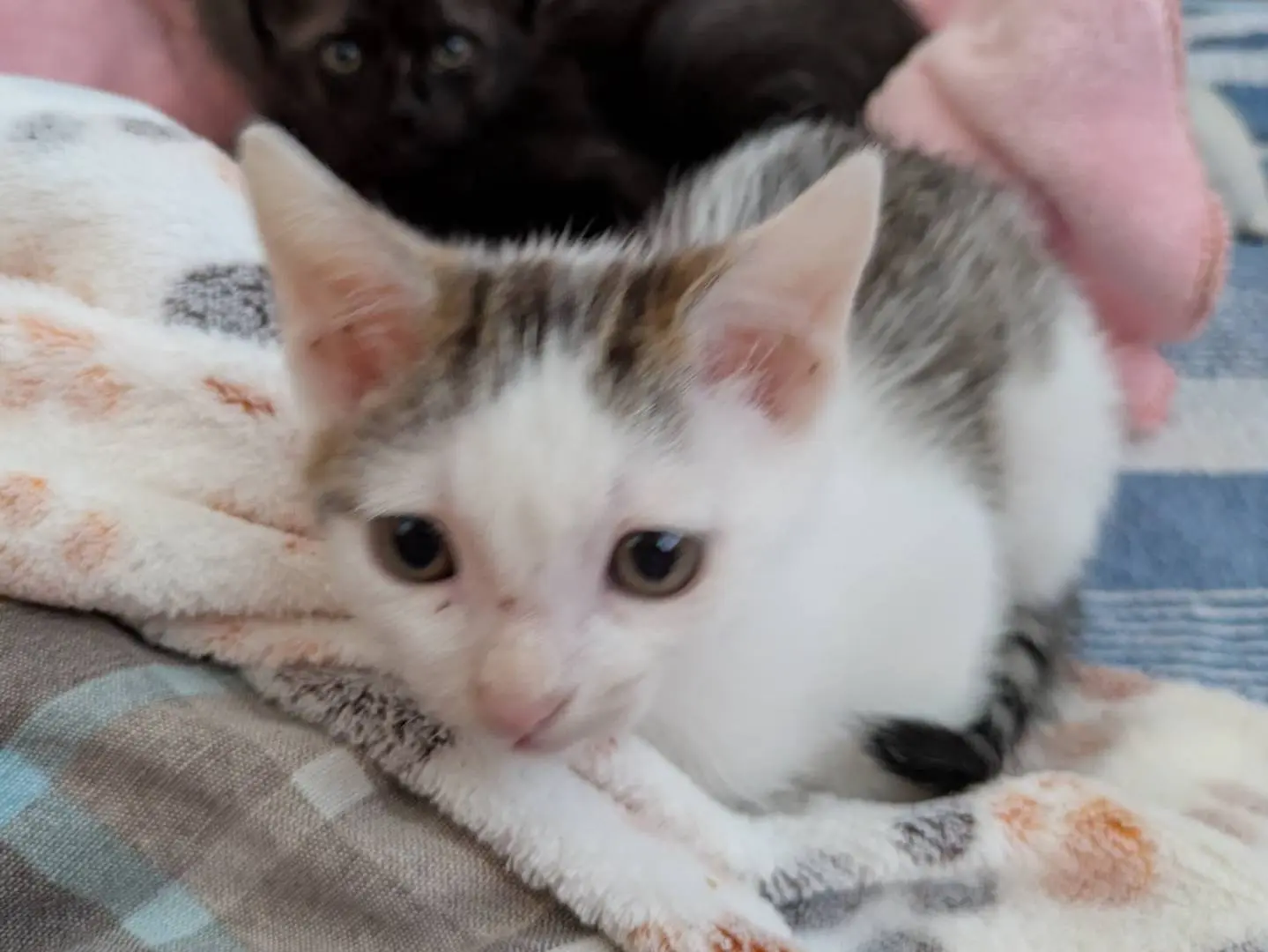 Vuoi adottare un gatto a Chieti?