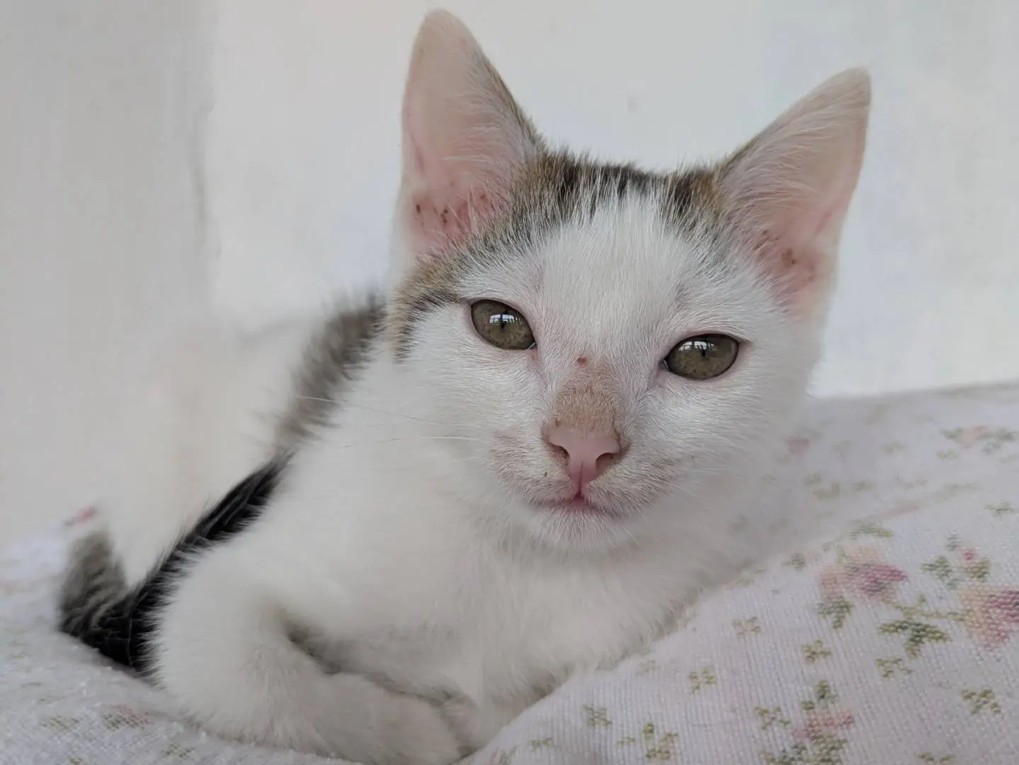 Adotta il gatto Gianna e Giorgio a Chieti