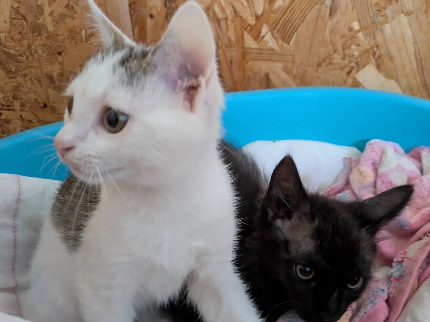 Adotta un gatto, taglia non valida, maschio, Chieti