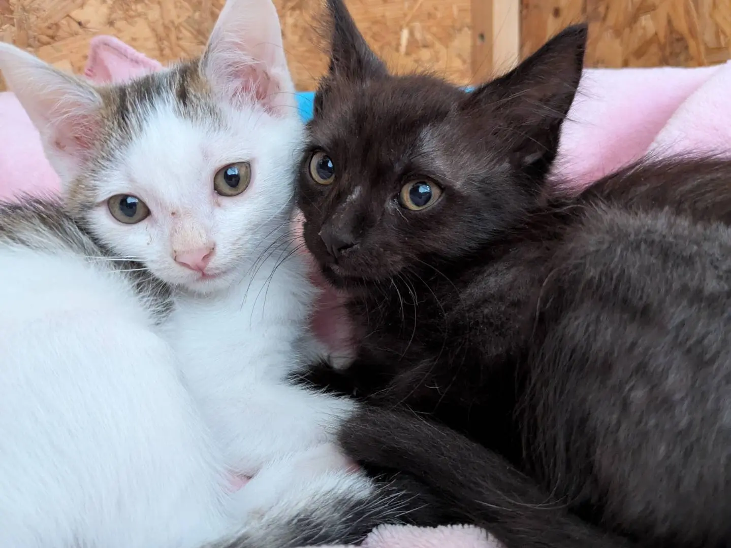 Adozione gatto, maschio, Razza sconosciuta Razza sconosciuta, 2 mesi, taglia non valida, Chieti