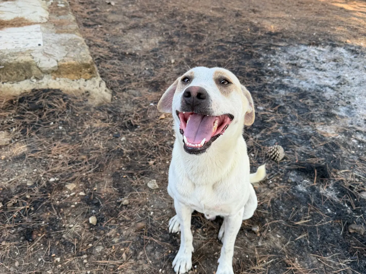 Adotta un cane, maschio, 1 anno e 5 mesi, Agrigento