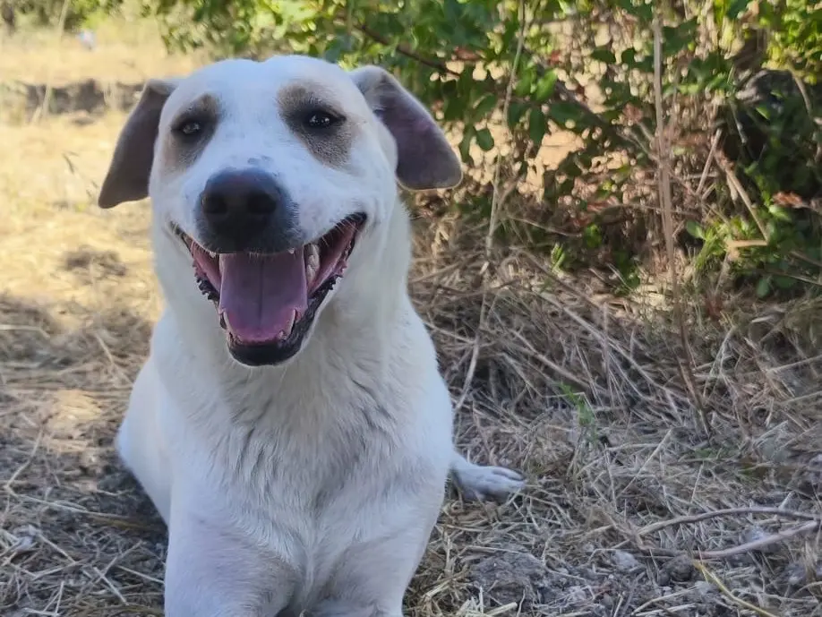 Adotta un cane, taglia media, maschio, Agrigento