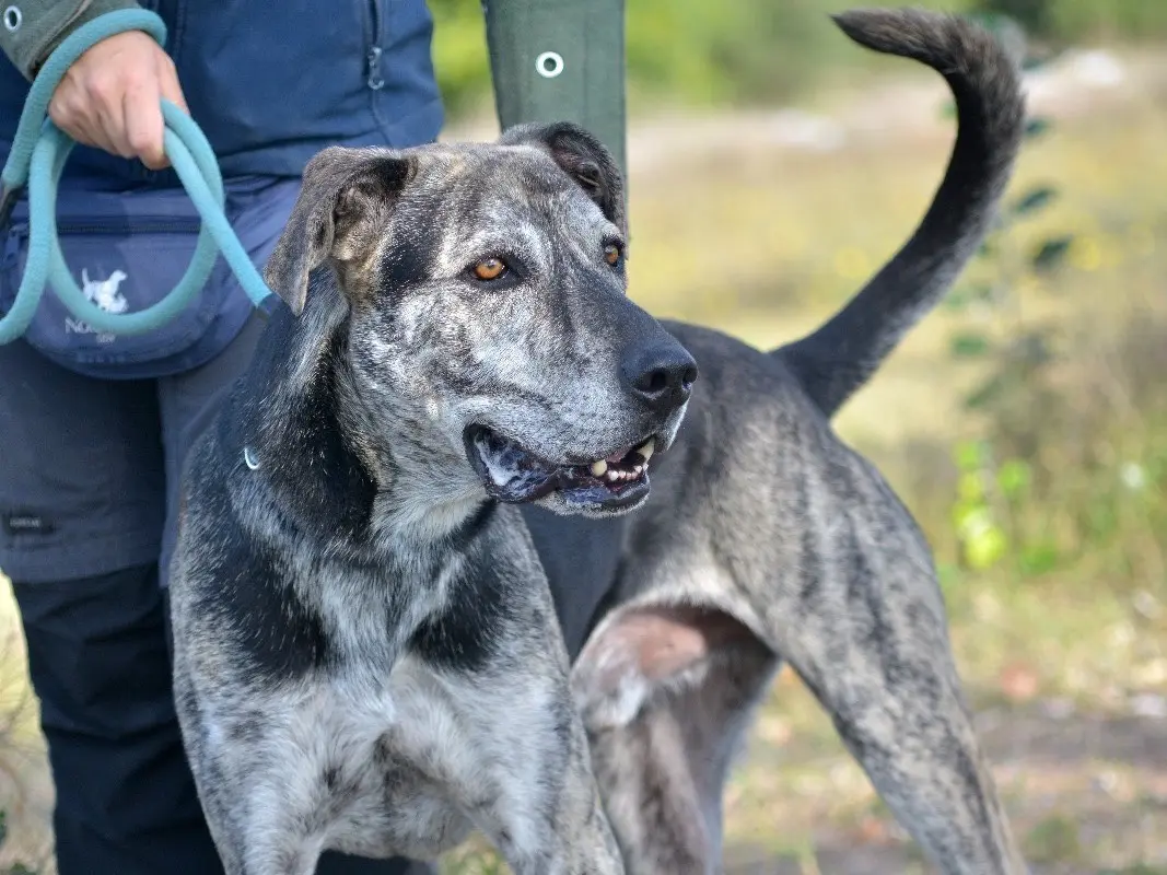 Adotta un cane, taglia grande, maschio, Roma