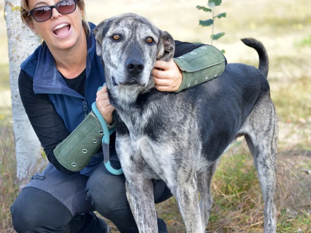 Adotta un cane, maschio, 6 anni e 10 mesi, Roma