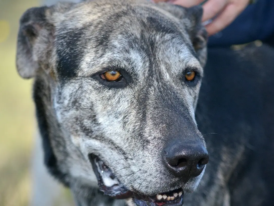 Adozione cane, maschio, Levriero Afgano Razza sconosciuta, 6 anni e 10 mesi, taglia grande, Roma