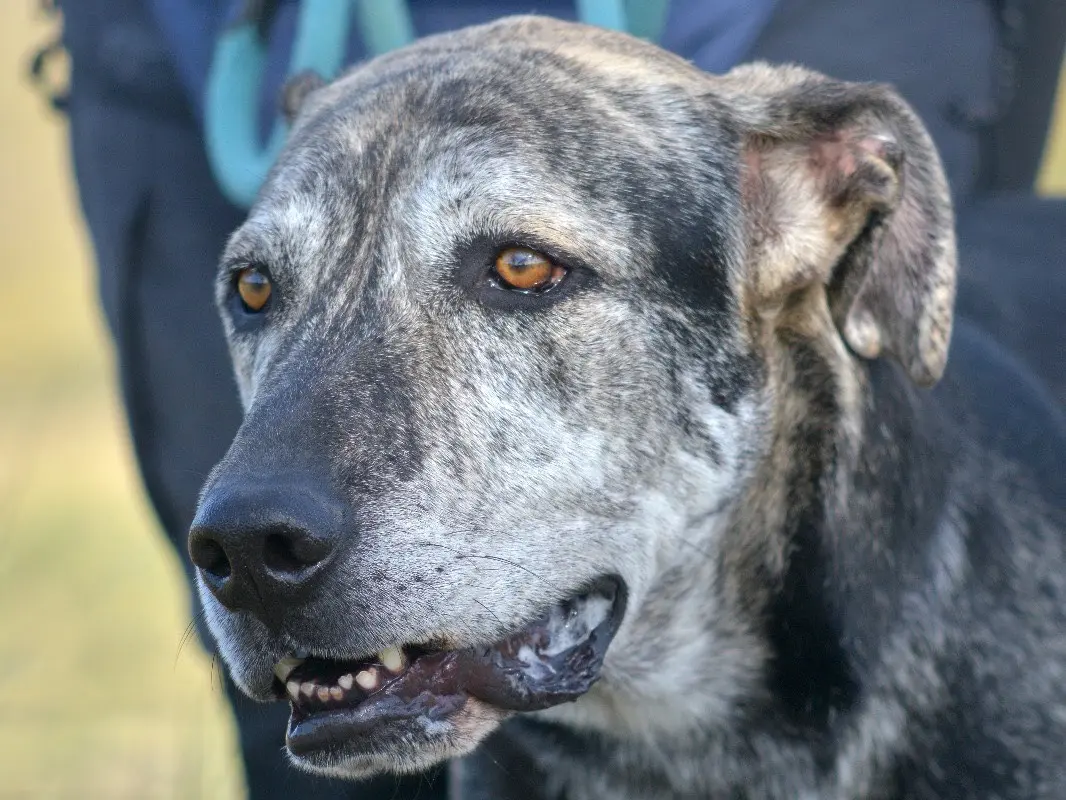 Vuoi adottare un cane a Roma?