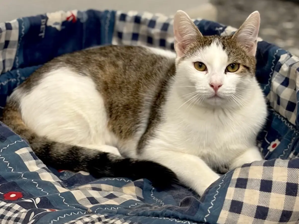 Adozione gatto, maschio, Razza sconosciuta Razza sconosciuta, 1 anno e 4 mesi, taglia non valida, Roma