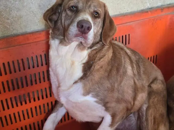 Adozione cane, femmina, Razza sconosciuta Razza sconosciuta, 4 anni, taglia gigante, Avellino