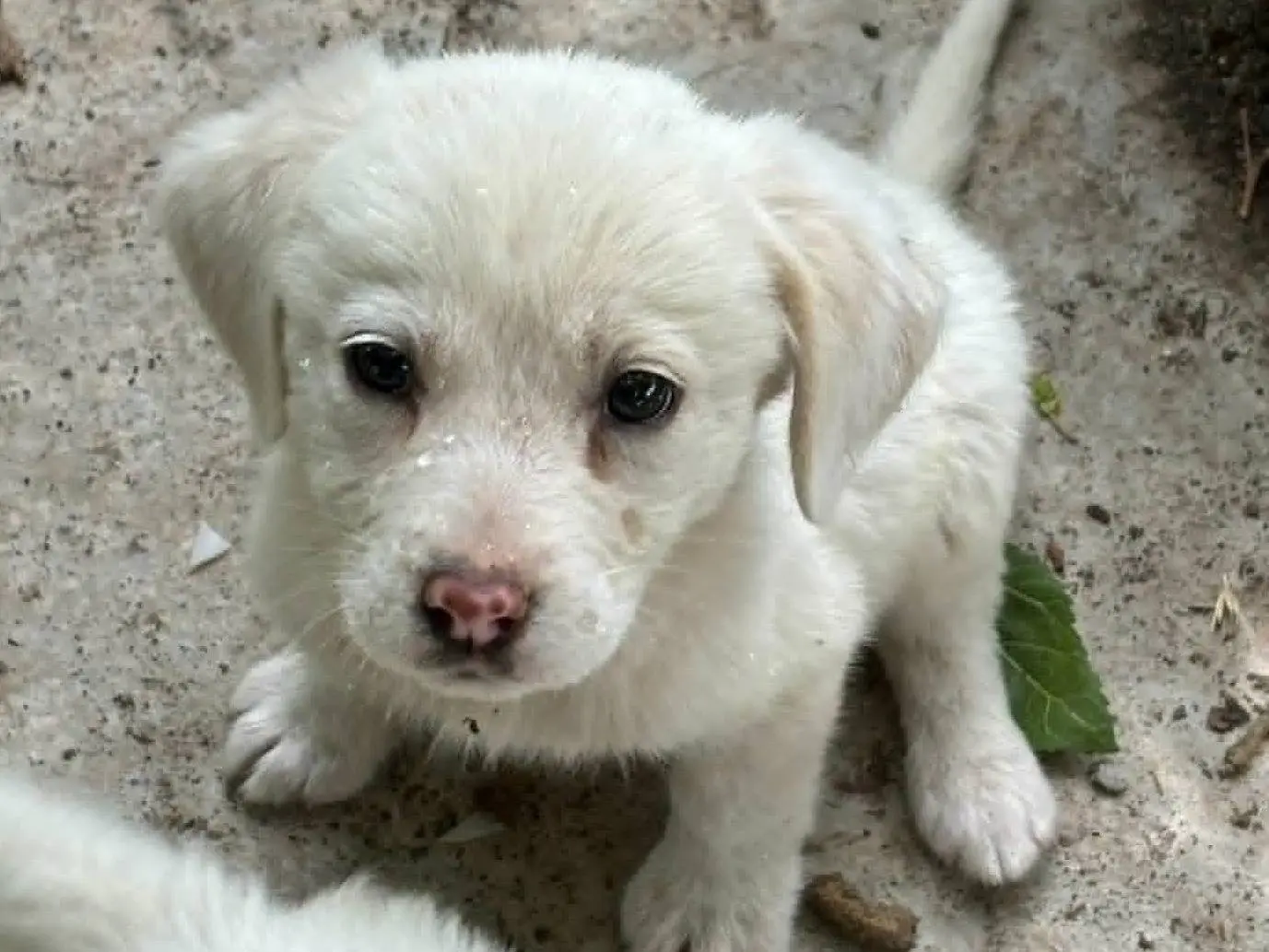 Foto 3 dell'animale