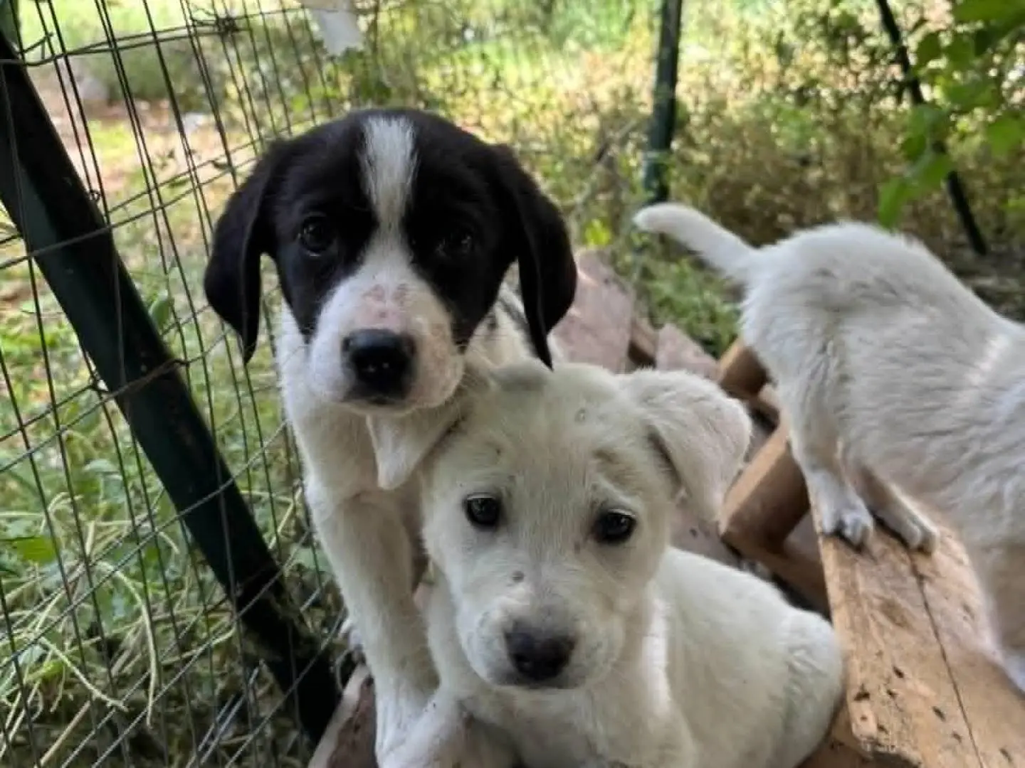 Adotta un cane, maschio, 8 mesi, Catania