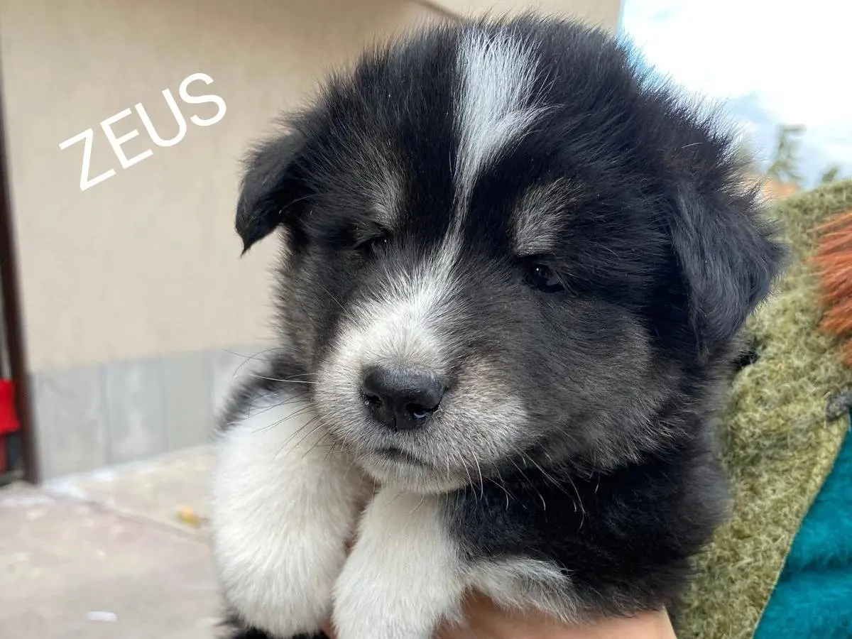 Adozione cane, maschio, Siberian Husky Razza sconosciuta, 10 mesi, taglia grande, Siracusa