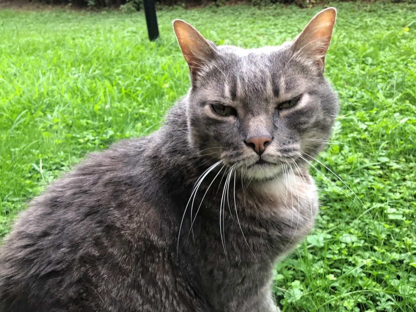 Adozione gatto, femmina, Razza sconosciuta Razza sconosciuta, 16 anni e 5 mesi, taglia non valida, Torino