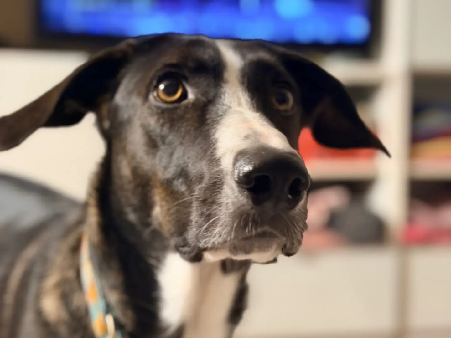 Adozione cane, maschio, Razza sconosciuta Razza sconosciuta, 1 anno e 9 mesi, taglia media, Milano