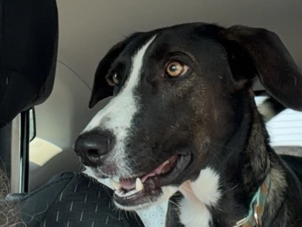 Vuoi adottare un cane a Milano?